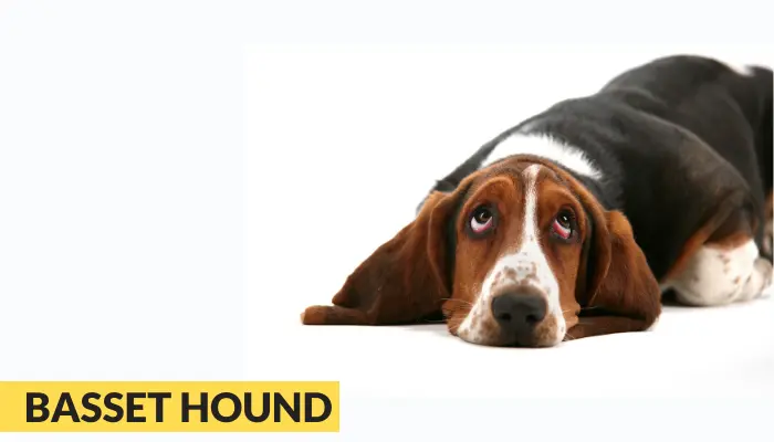 basset hound best dog for a Burmese cat as companion