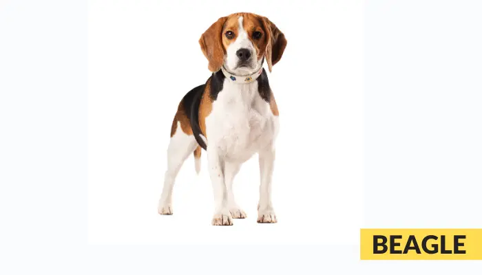 beagle as best dog for a Burmese cat