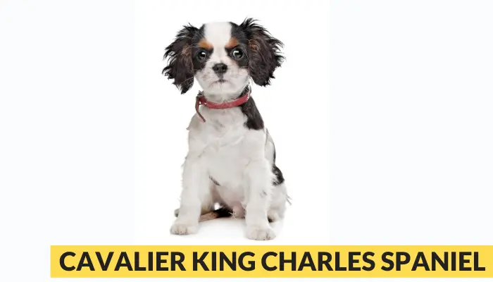Cavalier King Charles Spaniel best dog for a Burmese cat