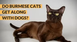 Do Burmese Cats Get Along with Dogs? | 4 Training Tips