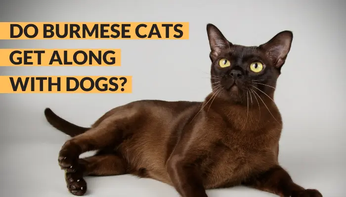 do burmese cats get along with dogs
