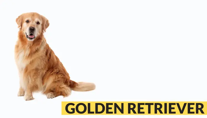 golden retriever one of the best dogs for a Burmese cat as companion