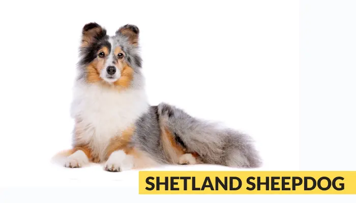 shetland sheepdog best companion dog for a Burmese cat