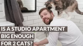 Is a Studio Apartment Big Enough for Two Cats? | Small Space Tips