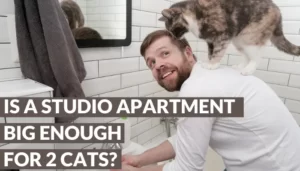 is a studio apartment big enough for two cats